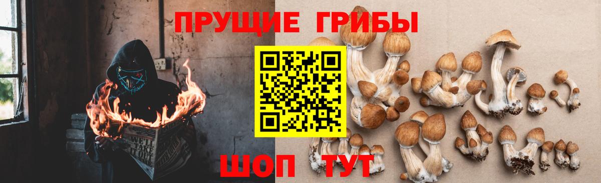 Галлюциногенные грибы Psilocybine cubensis Ивантеевка